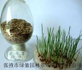 高羊茅